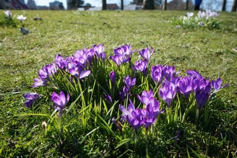 Springing to life Foto stock