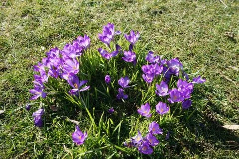 Springing to life Stock Photos