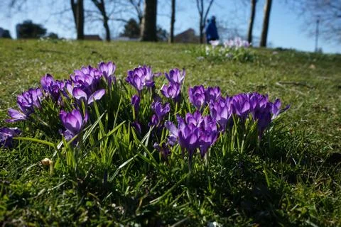 Springing to life Stock Photos