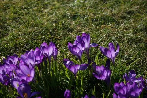 Springing to life Stock Photos