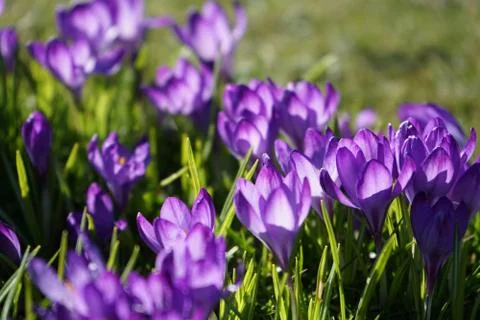 Springing to life Stock Photos