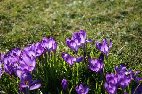 Springing to life Stock Photos