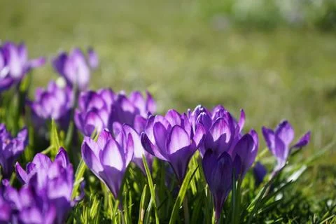 Springing to life Stock Photos