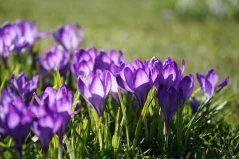 Springing to life Stock Photos