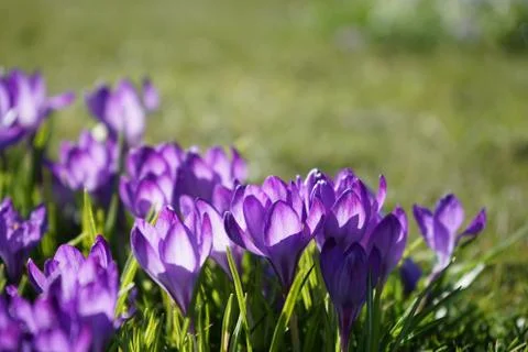 Springing to life Stock Photos