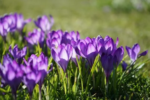 Springing to life Stock Photos