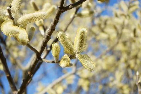 Springing to life Stock Photos