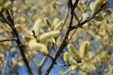 Springing to life Stock Photos