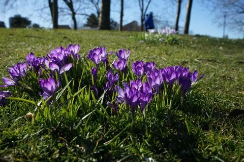 Springing to live Foto stock