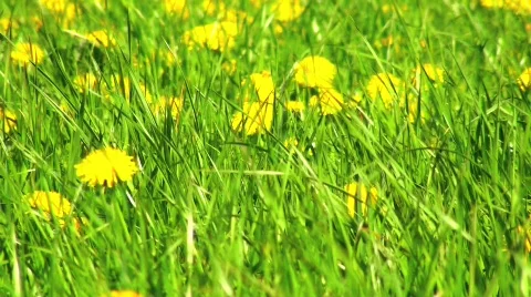 Springlike Meadow / Field Stock Footage 752640