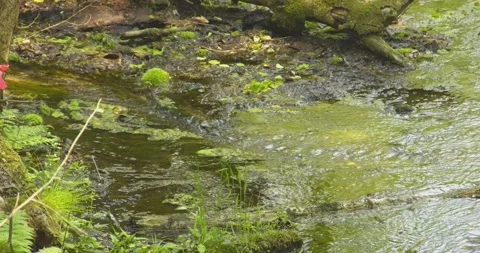 Spring's Beautiful River Stock Footage 333192607