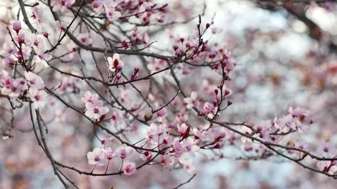 Spring's Cherry Blossoms Dance Stock Footage 267031506