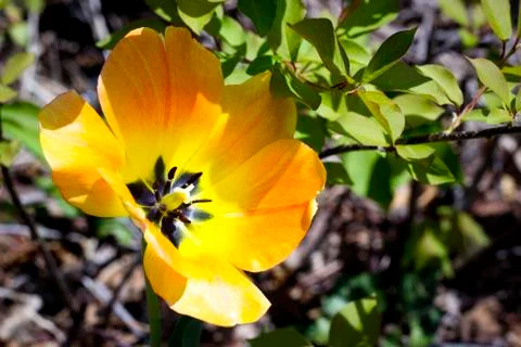 Spring's Coming Stock Photos