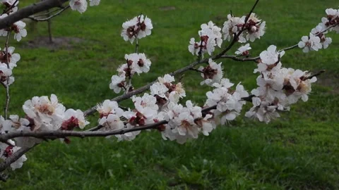 Spring’s Elegant Display: Cherry Blossoms Swaying Softly Stock Footage 307919150