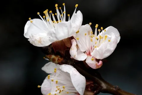 Spring's light on delicate blossoms Stock Photos