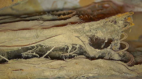 Springs from an old bed approximation Stock Footage 45588256