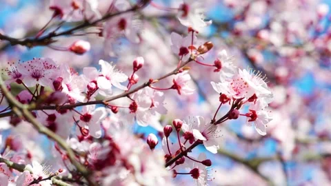 Spring's Vibrant Canopy Stock Footage 267031207