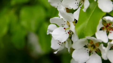SpringScene 11 Stock Footage 720886