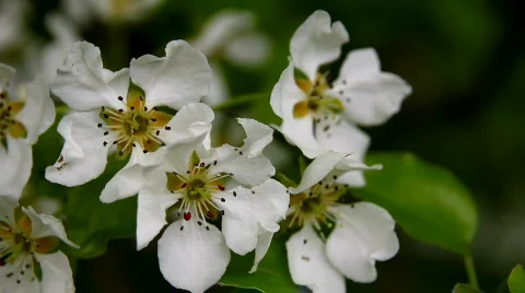 SpringScene 12 Video stock 720888