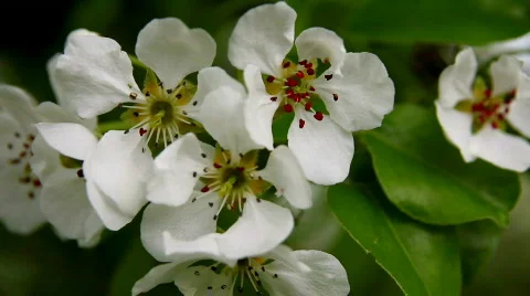 SpringScene 13 Stock Footage 720892