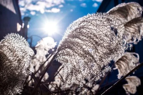 Spring/Summer breeze 写真素材