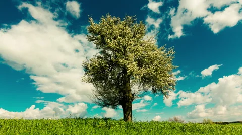 Spring/summer landscape tree on meadow sky and clouds timelapse Video stock 49958022