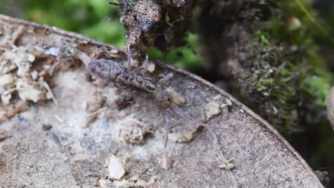 Springtail has just molted, Orchesella sp. Stock Footage 273781016