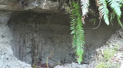 SpringThaw 動画素材 517089