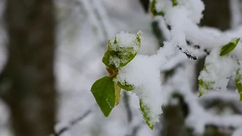 Springtide Stock Footage 128798984