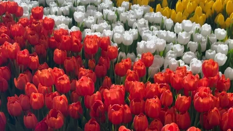 Springtime Abundance Concept: 4K Close-Up Of Colorful Tulip Field. Floral B.. Stock Footage 334118297
