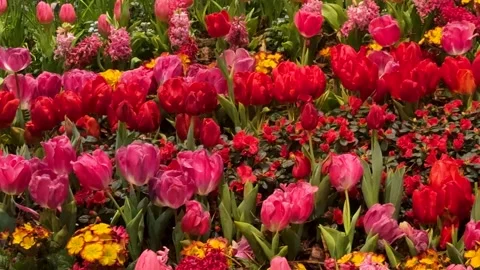 Springtime Abundance Concept: 4K Close-Up Of Red And Pink Tulips, Hyacinths.. Stockbeeldmateriaal 340635789