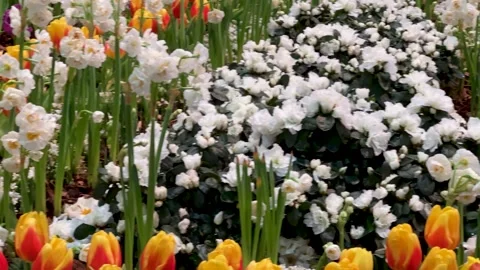 Springtime Abundance Concept: 4K pan shot of rows Of Colorful Tulips And Da.. Stockbeeldmateriaal 340634094