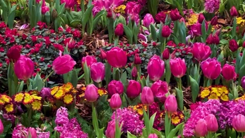 Springtime Abundance Concept: 4K Video Of Pink Tulips, Hyacinths And Pansie.. Stock Footage 344968554
