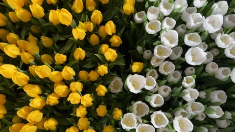 Springtime Abundance Concept: Overhead View Of Many Colorful Tulips, White,.. Stock Footage 334118341