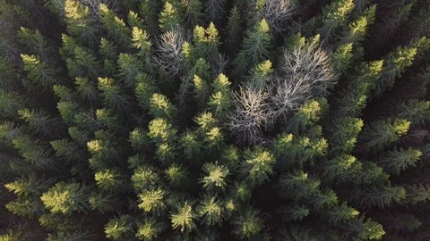 Springtime aerial shot of leafless aspen in spruce forest Stock-Footage 116883717