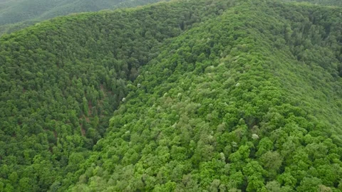 Springtime aerial view above the green forest Stock Footage 274559943