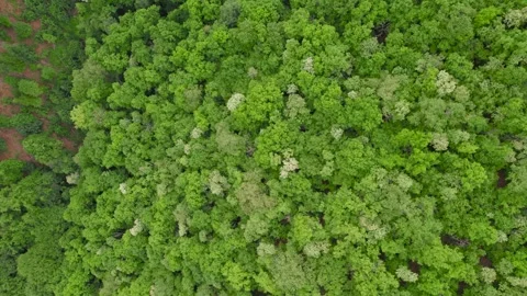 Springtime aerial view above the green forest Stock Footage 274559953