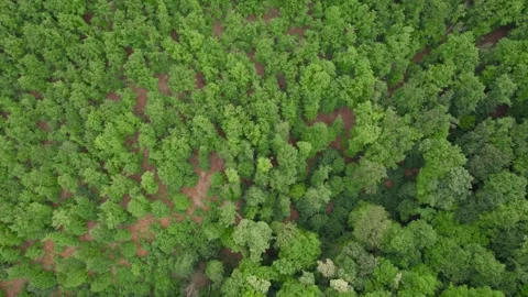 Springtime aerial view above the green forest Stock Footage 274559958