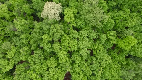 Springtime aerial view above the green forest Stock Footage 274559965