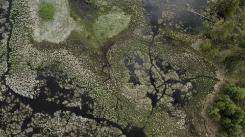 Springtime Aerial View of Dark Water Wetlands with Dry Yellow Vegetation Stock Footage 263095088