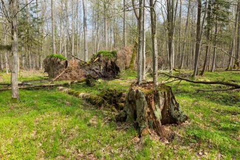 Springtime alder bog forest Stock Photos