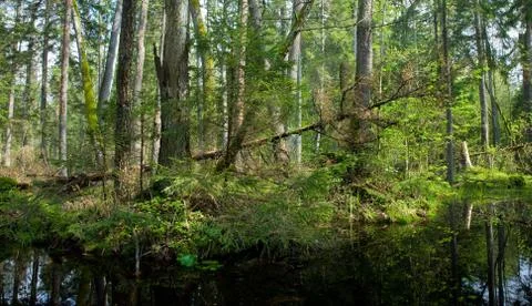 Springtime alder bog forest Stock Photos