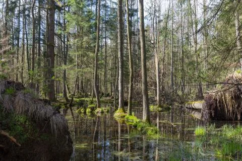 Springtime alder-bog forest with standing water, Bialowieza Forest, Poland, E Stock Photos