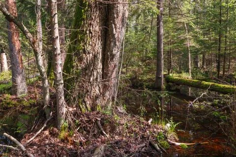 Springtime alder-bog forest with standing water, Bialowieza Forest, Poland, E Stock Photos