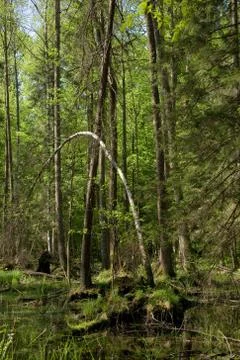 Springtime alder-bog stand Stock Photos