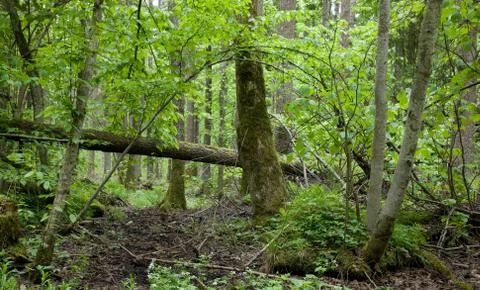 Springtime alder-bog stand Stock Photos