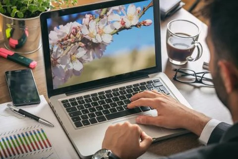 Springtime, Almond tree blooming on a computer screen. Man working in his off Stock Photos