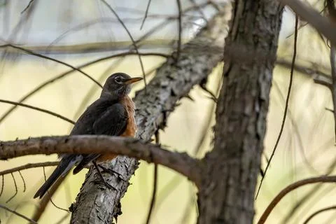 Springtime American Robin Stock Photos