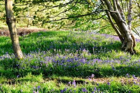 Springtime and Bluebells in an Ancient Woodlands. Stock Photos