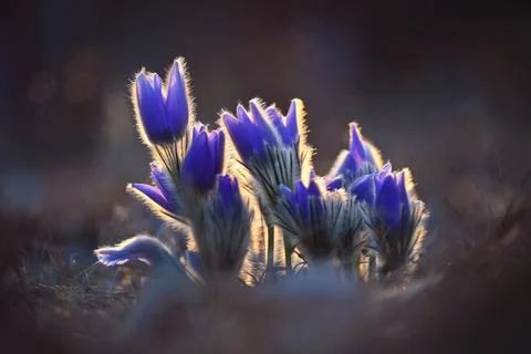Springtime and spring flower. Beautiful purple little furry pasque-flower. .. 库存照片